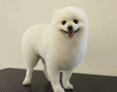 image-slider-with-thumbnail4.jpeg